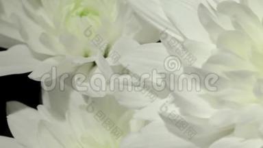美丽的菊花花束。 有花园花的视频。 横幅花卉镜头